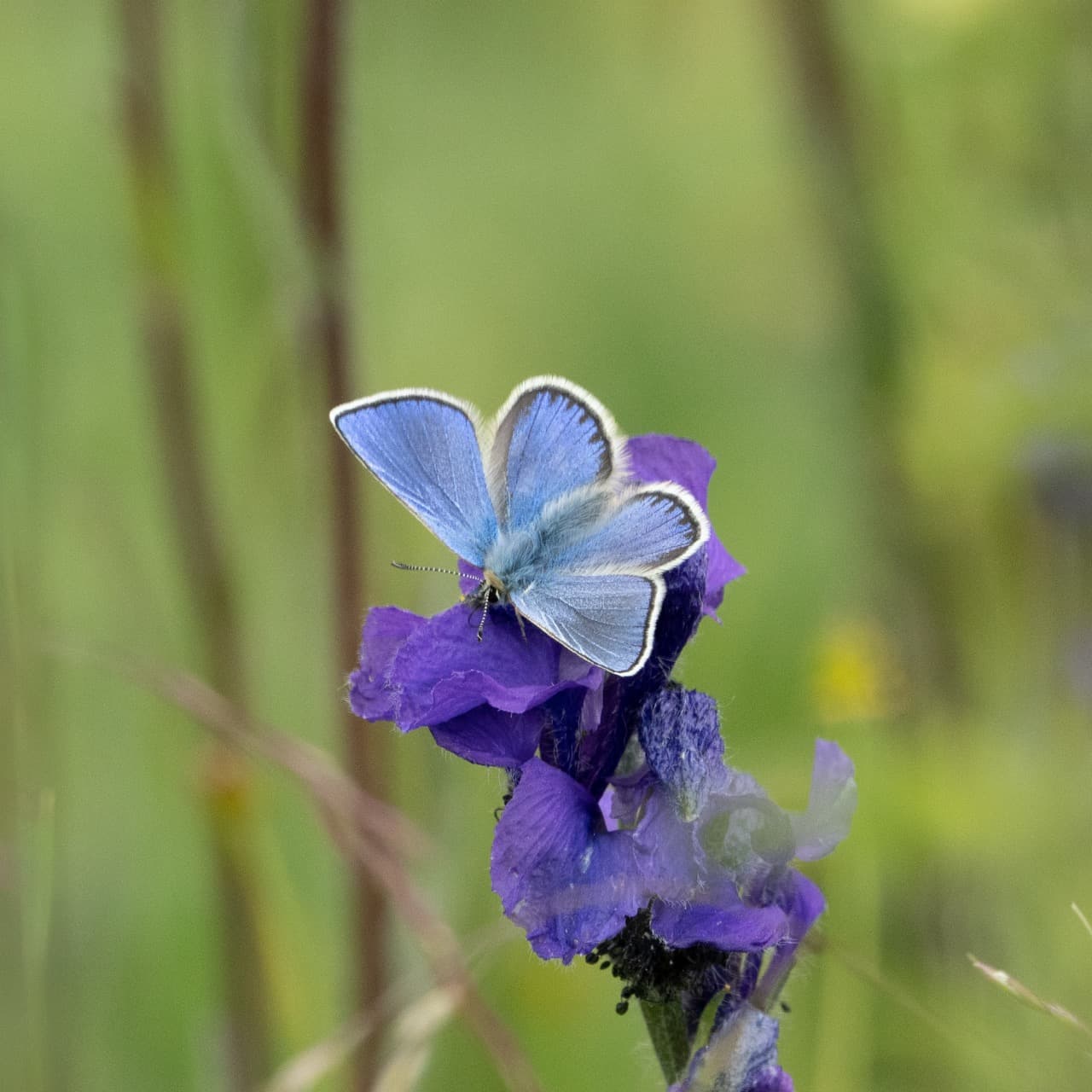 Blue Butterfly Gleam, Golog, Qinghai