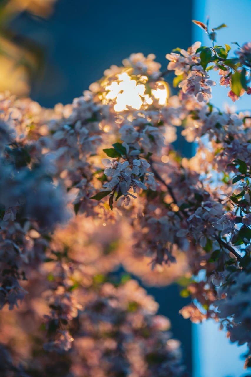 Lamp-Lit Cherry Glow, Evanston, Illinois