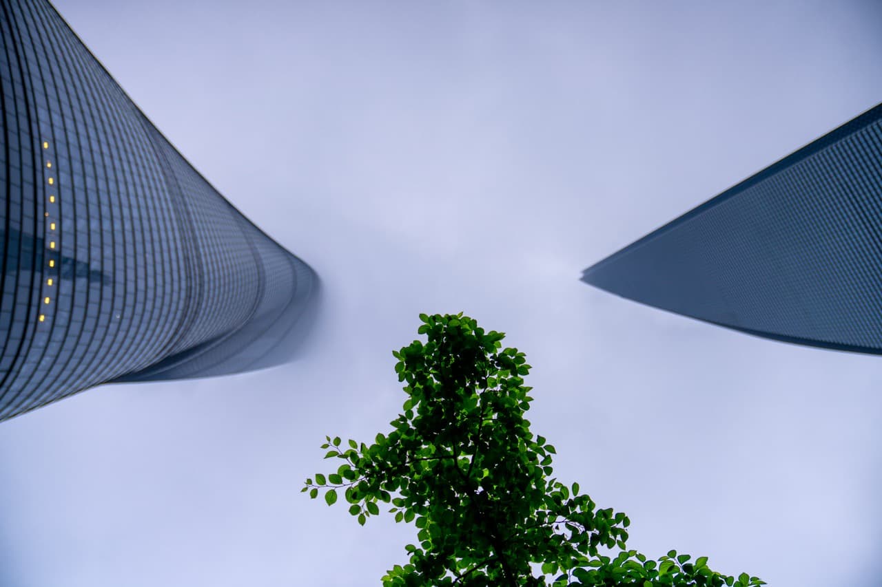 Lujiazui Tree Study, Lujiazui, Shanghai