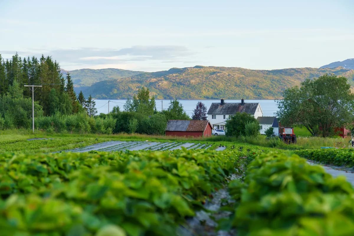 Midnight Strawberry Harvest, Stroksnes, Nordland, Norway