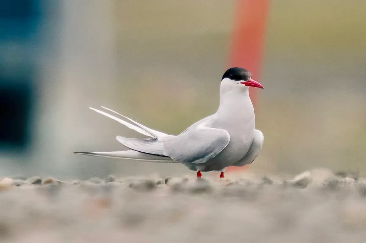 An Arctic tern at ground level with a black cap, red bill and long white tail feathers.