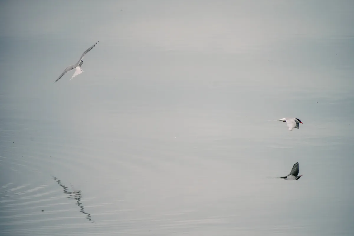 Two birds flying low over grey water, with their reflections beneath them.