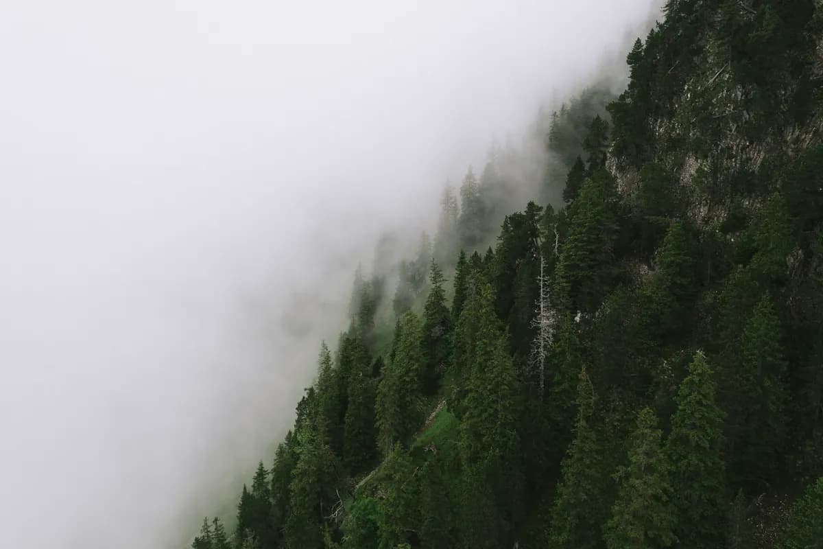 A steep forested slope dissolving into white cloud.