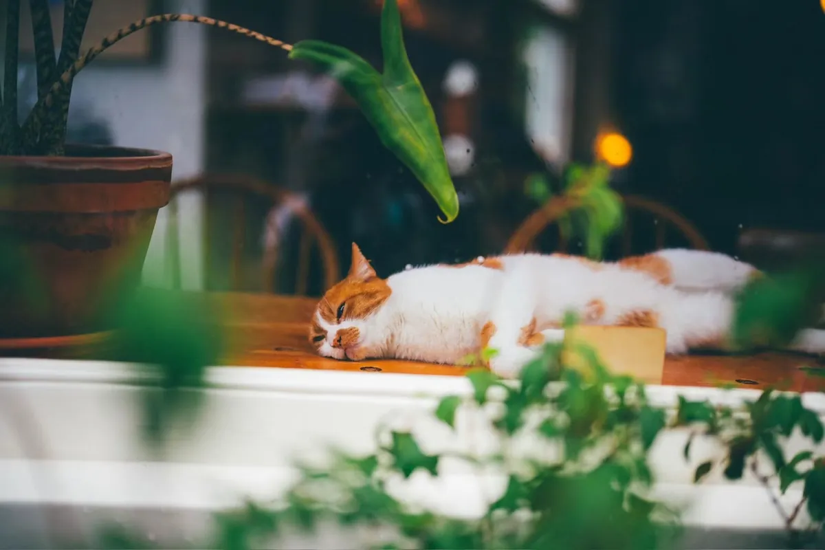 Canal-Side Nap, Amsterdam, Netherlands